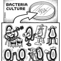 Kultury bakteryjne na wesoło